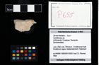 Foto (Objekt + Etikett) von Cyclothyreus sp.  (NHMW-GEO-2014-0194-0655)